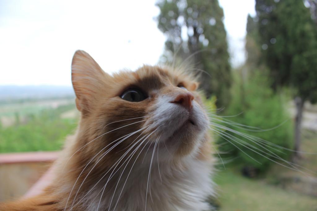 Badia Il Vingone Casa rural *